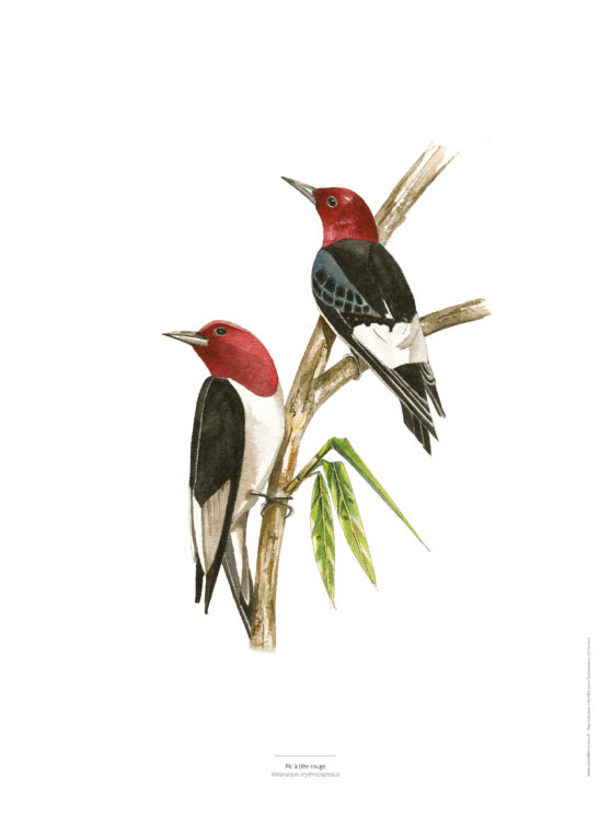Le Pic à tête rouge - Reproduction d'oiseaux peints à l'aquarelle
