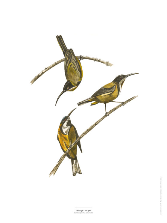 Le Méliphage à bec grêle - Reproduction peinture décorative d'oiseau