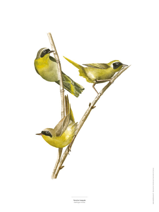 La Paruline masquée - Reproduction aquarelle d'oiseaux