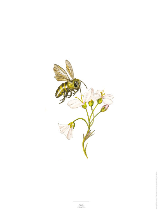 L'Abeille - Reproduction tableau insecte et fleur - Aquarelle