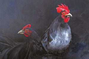 Poule et Coq