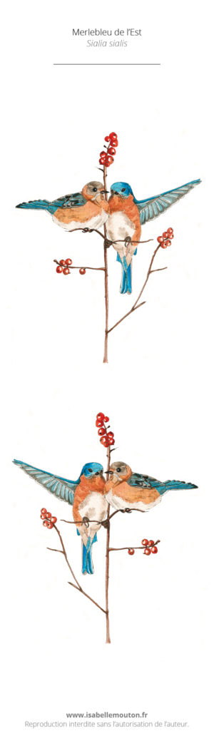 Le Merlebleu de l'Est