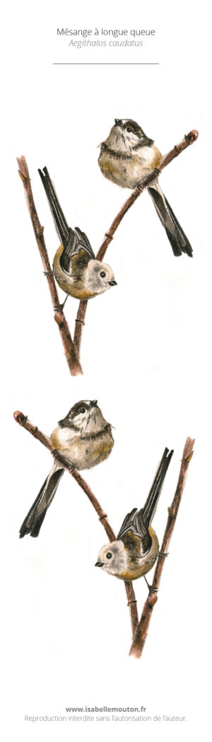 La Mésange à longue queue