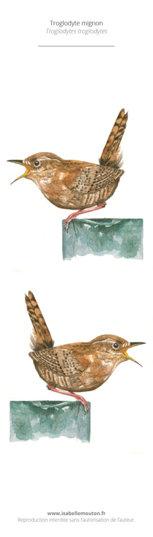 Le Troglodyte mignon