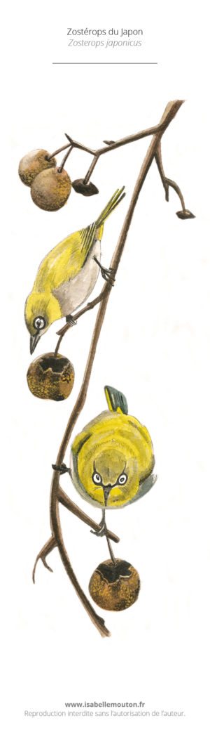 Le Zostérops du Japon