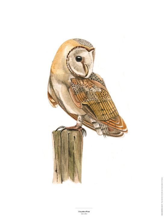 Le Chouette effraie - Reproduction aquarelle d'oiseau
