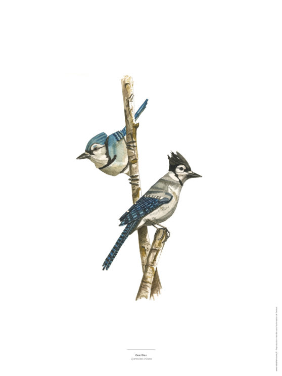 Le Geai bleu - Reproduction d'aquarelle