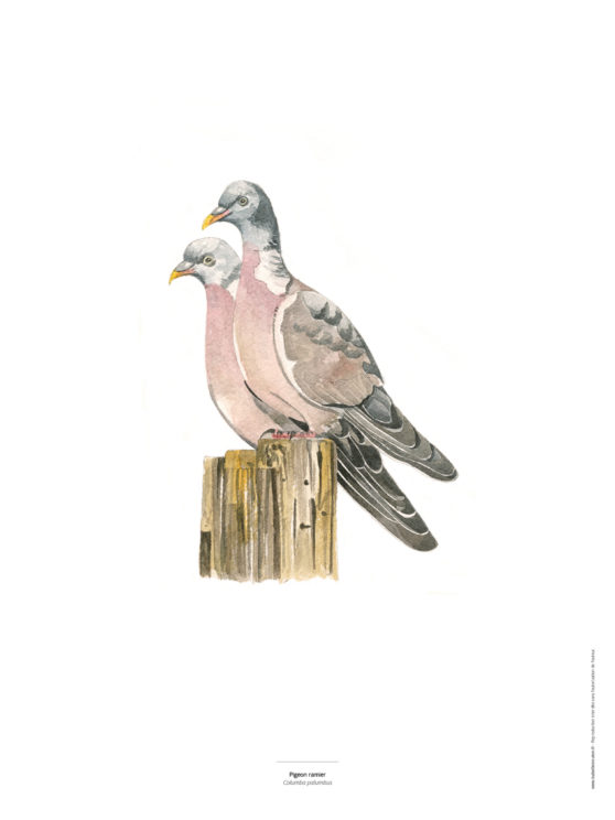 Le Pigeon - Reproduction d'oiseau à l'aquarelle