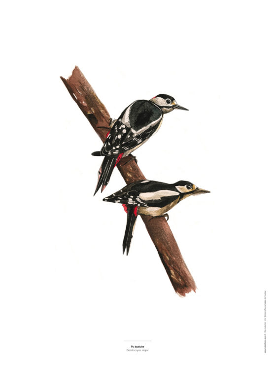 Le Pic épeiche - Reproduction de tableau décoratif