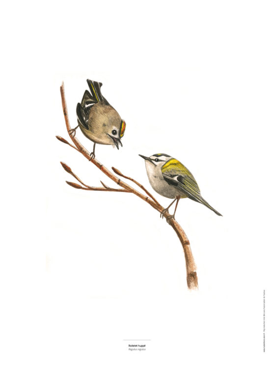 Le Roitelet - Reproduction d'oiseau peint à l'aquarelle