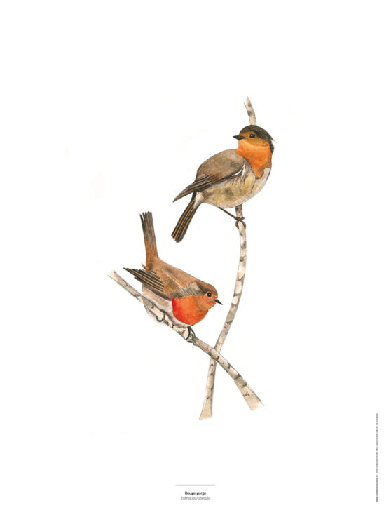 Le Rouge gorge - Reproduction de peinture d'oiseau à l'aquarelle