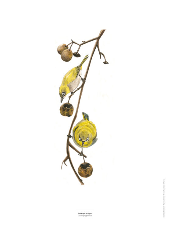 Le Zostérops du Japon - Reproduction de peinture d'oiseau