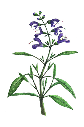 Cartes 10x15-BOTANIQUE-Aquarelle-202515