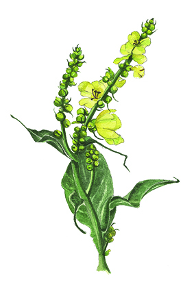 Cartes 10x15-BOTANIQUE-Aquarelle-20255