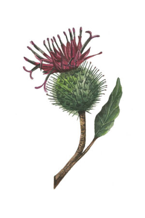 La Bardane - Carte postale décorative