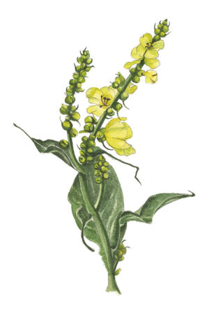 La Molène - Carte postale aquarelle et acrylique