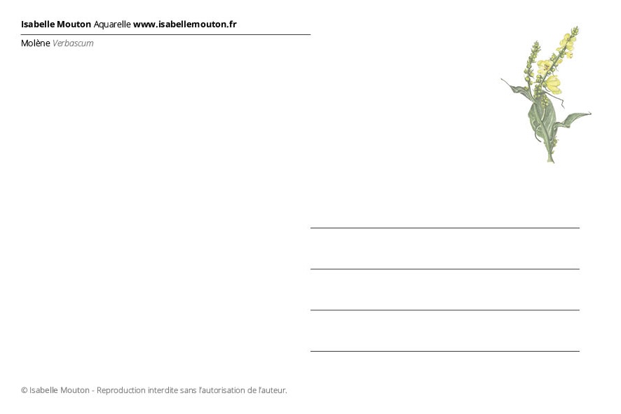 La Molène – Image 2