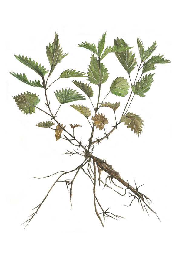 L'Ortie - Carte postale botanique à l'aquarelle