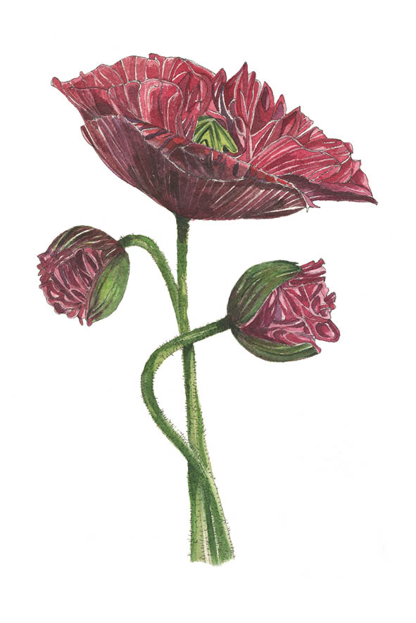 Le Pavot - Carte postale décorative peinte