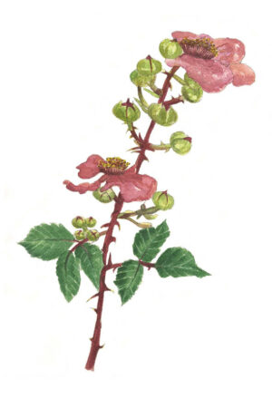 La Ronce - Carte postale peinte à l'aquarelle