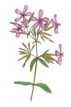 La Saponaire - Carte postale artistique peinte