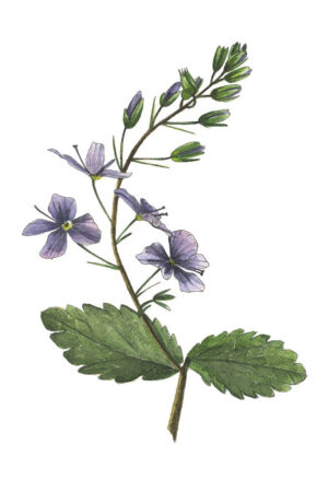 La Véronique- Carte postale aquarelle et acrylique