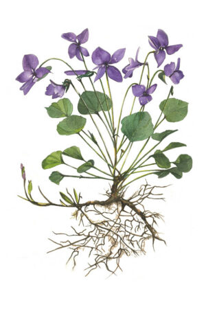 La Violette - Carte postale artistique peint