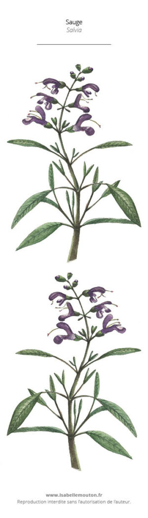 La Sauge - Marque-page de plante peinte à l'aquarelle