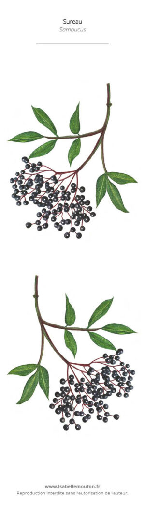 Marque-pages Sureau - Peinture à l'aquarelle