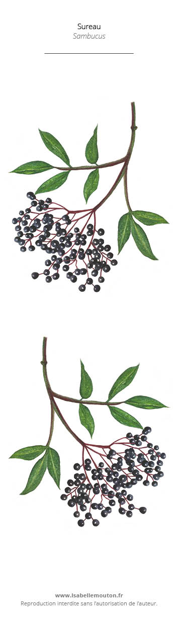 Marque-pages Sureau - Peinture à l'aquarelle