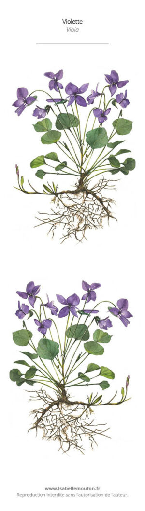 Marque-pages la véronique - Décoration peinte botanique