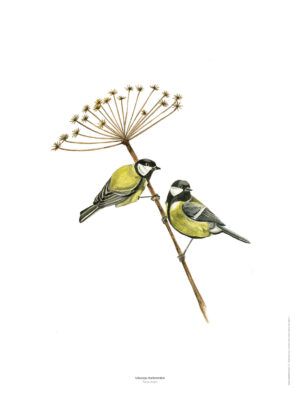 La Mésange charbonnière - Reproduction d'oiseaux peint à l'aquarelle
