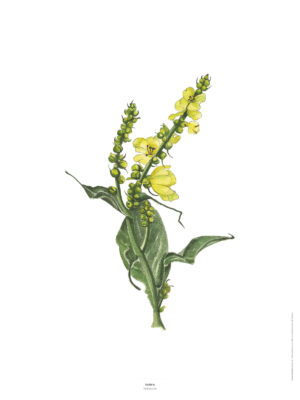 La Molène - Reproduction de tableau botanique