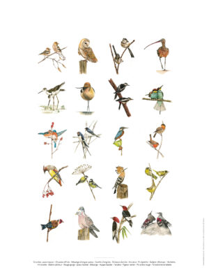 Planche d'oiseaux - Reproduction de peinture d'oiseaux à l'aquarelle