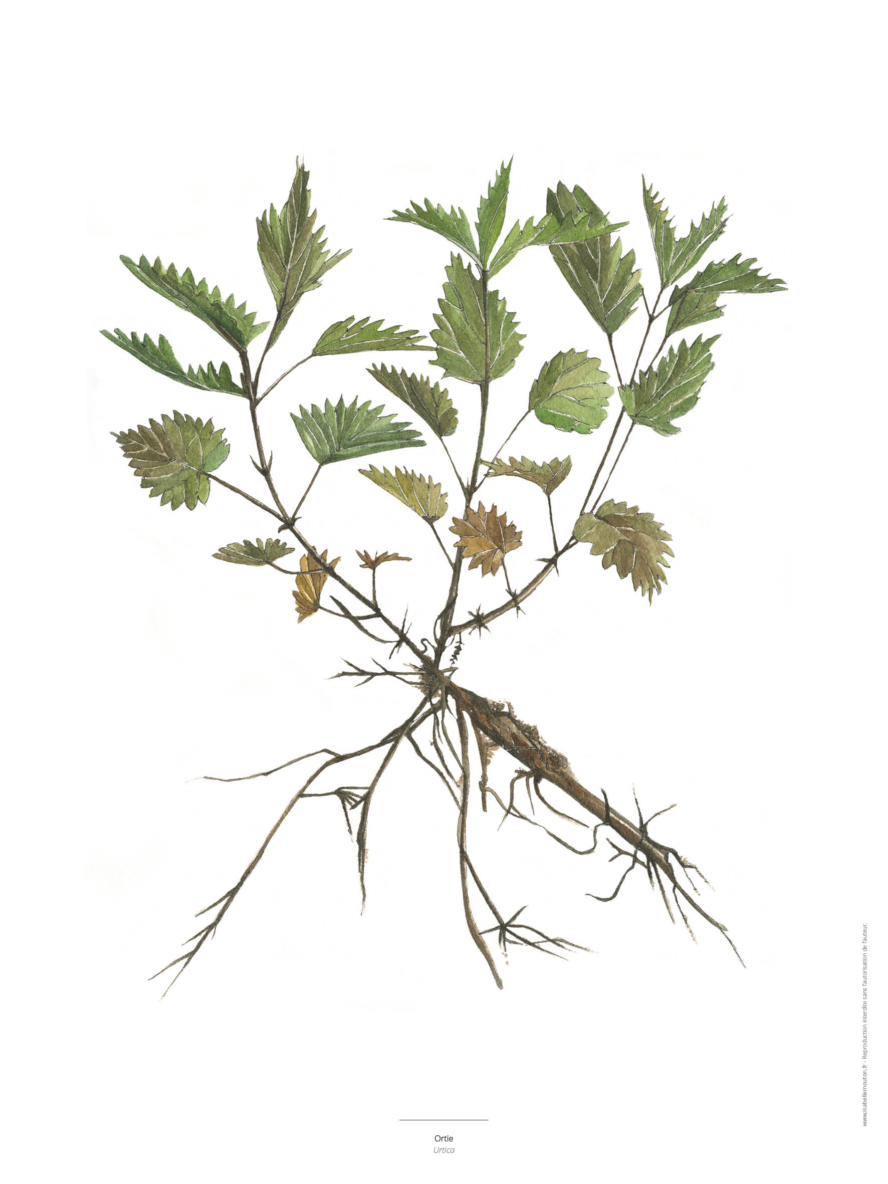 L'Ortie - Reproduction de plante à l'aquarelle