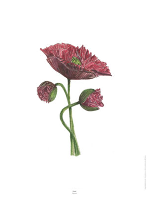 Le Pavot - Reproduction aquarelle et acrylique