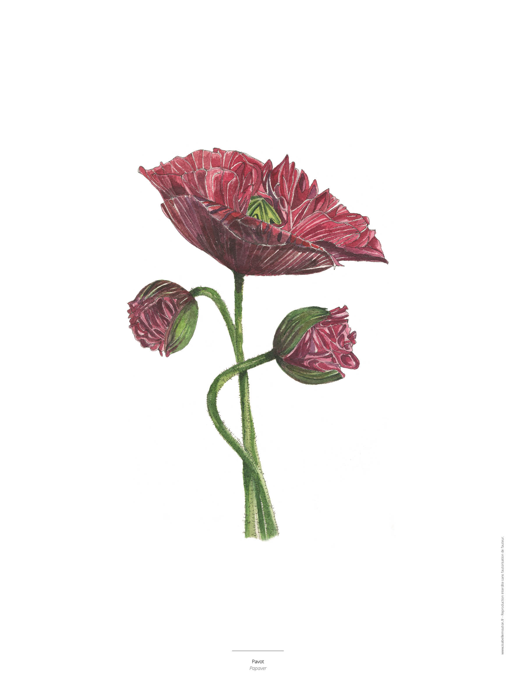 Le Pavot - Reproduction aquarelle et acrylique