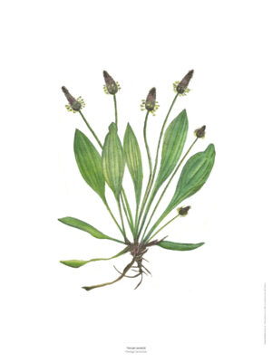 Le Plantain - Reproduction peinture aquarelle