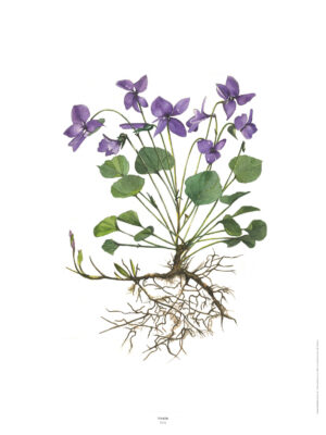 Aquarelle de violette - Boutique d'aquarelle d'Isabelle Mouton